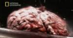 einstein_brain