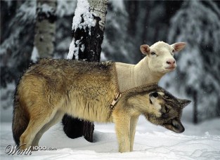 sheep wolf